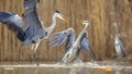Two Grey herons fighting