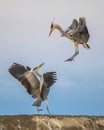 Two Grey herons fighting