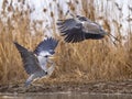 Two Grey herons fighting