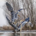 Two Grey herons fighting