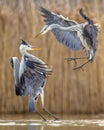 Two Grey herons fighting