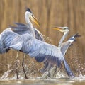 Two Grey herons fighting