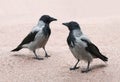 Two grey hooded crows Royalty Free Stock Photo