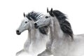 Two grey horse couple portrait Royalty Free Stock Photo