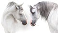 Couple of two white horse Royalty Free Stock Photo