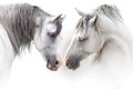 Two grey horse couple Royalty Free Stock Photo