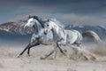 Two grey horse Royalty Free Stock Photo