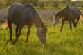 Two grey horses on the meadow on sunset Royalty Free Stock Photo