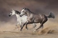 Grey arabian stallion run in desert Royalty Free Stock Photo