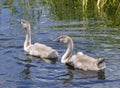 Two grey juvenile swans swimming one after another in a green pond with ripple Royalty Free Stock Photo