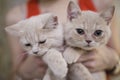 Two grey kittens of the British breed in the hands Royalty Free Stock Photo