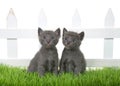 Two grey kittens sitting in green grass in front of white picket fence isolated Royalty Free Stock Photo