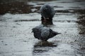 Grey pigeons are bathing in rainfall