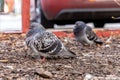 Two grey pigeons on a dirt ground near a parked car Royalty Free Stock Photo