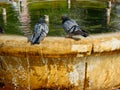 Two Grey Pigeons Sitting on Fountain Edge