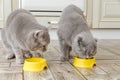 Two grey Scottish cats eat food from a yellow cat bowls in the kitchen Royalty Free Stock Photo