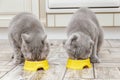 Two grey Scottish cats eat food from a yellow cat bowls in the kitchen Royalty Free Stock Photo