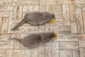 Two grey Scottish cats eat food from a yellow cat bowls in the kitchen. Top view Royalty Free Stock Photo