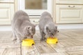 Two grey Scottish cats eat food from a yellow cat bowls in the kitchen Royalty Free Stock Photo