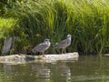 Two grey seagulls