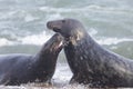 Two Grey seals on the edge of the beach Royalty Free Stock Photo