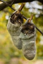 Two grey siberian kitten hanging on a tree in woolen socks.