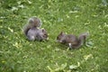 Two grey squirrels eating in a yard