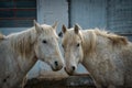 Two grey or white horses in a farmyard