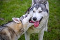 Two grey-and-white siberian huskies are playing together in the park.