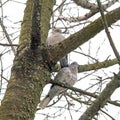 Two grey wild pigeons in the wild. Royalty Free Stock Photo