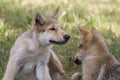 Grey Wolf Puppy Littermates