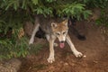 Two Grey Wolf Pups Canis lupus Cavort Under Tree