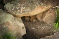 Two Grey Wolf Pups (Canis lupus) Peek Out from Den