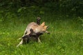 Two Grey Wolf Pups (Canis lupus) Tussle Royalty Free Stock Photo