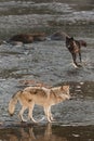 Two Grey Wolves Canis lupus in River Autumn