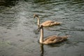 Two grey young swans in the river Royalty Free Stock Photo