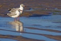 Two greyheaded gulls Royalty Free Stock Photo