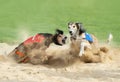 Two greyhound dogs in the finish Royalty Free Stock Photo