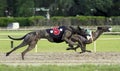 Two Greyhound Dogs Racing