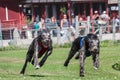 Two greyhound dogs running at racing competion Royalty Free Stock Photo