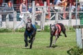 Two greyhound dogs running at racing competion Royalty Free Stock Photo