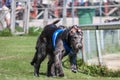 Two greyhound dogs running at racing competion Royalty Free Stock Photo