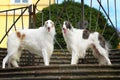 Two greyhound dogs standing on the steps of the castle