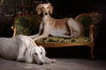 Two greyhound saluki dog in Royal interior Royalty Free Stock Photo