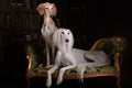 Two greyhound saluki dog in Royal interior Royalty Free Stock Photo