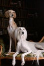 Two greyhound saluki dog in Royal interior Royalty Free Stock Photo