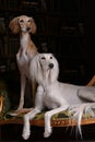 Two greyhound saluki dog in Royal interior