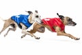 Two greyhounds in racing jackets sprinting side by side on a white background Royalty Free Stock Photo