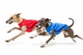 Two greyhounds in racing jackets sprinting side by side on a white background Royalty Free Stock Photo