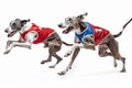 Two greyhounds in racing jackets sprinting side by side on a white background Royalty Free Stock Photo